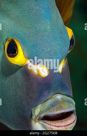 Nahaufnahme des Gesichts eines französischen Engelsfischs, Little Cayman Island. Stockfoto