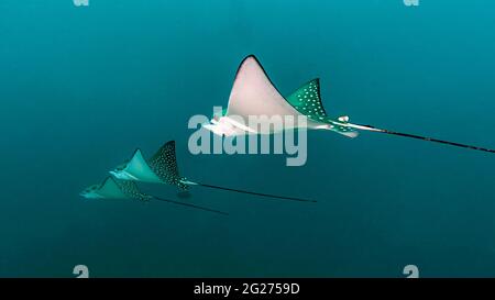 Eine Gruppe von Adlerrochen (Myliobatidea) schwimmt auf den Malediven. Stockfoto