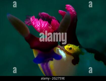 Gelbes Ghostgoby, das eine Fahrt auf einem Nembrotha-Nudibranch mitfährt Stockfoto