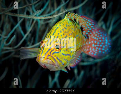 Farbenfroher Korallenbarsch (Cephalopholis miniata), Malediven. Stockfoto