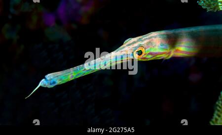 Nahaufnahme eines Trompetenfisches (Aulostomus chinensis). Stockfoto