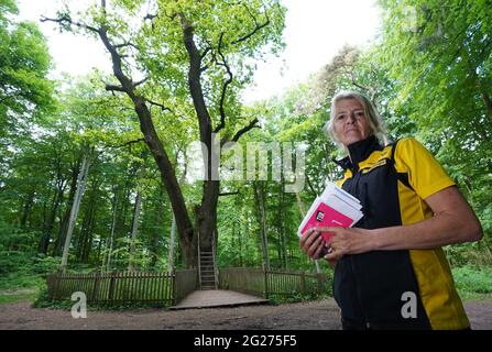 Eutin, Deutschland. Juni 2021. Die Postträgerin Jule Engeldinger steht vor der Eiche des Bräutigams im Dodauwald. Seit rund 100 Jahren dient ein Klopfloch im hohlen Stamm der Bräutigamseiche als Kontaktaustausch für einsame Herzen aus aller Welt. Kredit: Marcus Brandt/dpa/Alamy Live Nachrichten Stockfoto