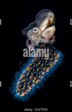 Paper nautilus (Argonauta spp.) bei einem Schwarzwassertauchgang in Anilao, Philippinen, auf einer Salpe. Stockfoto