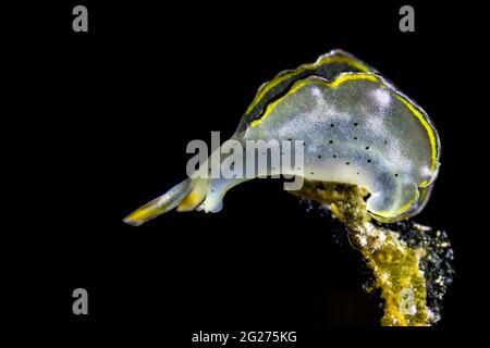 Saftsaugende Meeresschnecke (Elysia marginata), Kimbe Bay, Papua-Neuguinea. Stockfoto