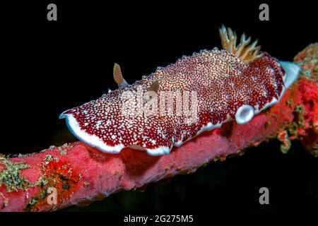 Goniobranchus reticulatus auf einem Seilschwamm, Anilao, Philippinen. Stockfoto