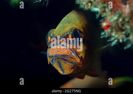 Ringschwanz-Kardinalfisch (Apogon aureus) mit Eiern im Mund, Anilao, Philippinen. Stockfoto