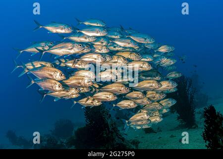 Schule des riesigen Trevallys (Caranx ignobilis), Kimbe Bay, Papua-Neuguinea. Stockfoto