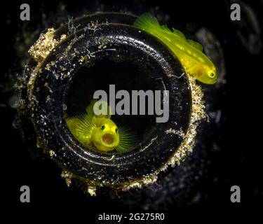 Gähnender Korallenbauch, Anilao, Philippinen. Stockfoto