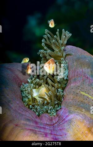 Rosa Anemonefisch in seiner Wirtsanemone, Kimbe Bay, Papua-Neuguinea. Stockfoto