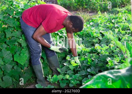 Afroamerikanischer Bauer pflückt Gurken im Garten Stockfoto