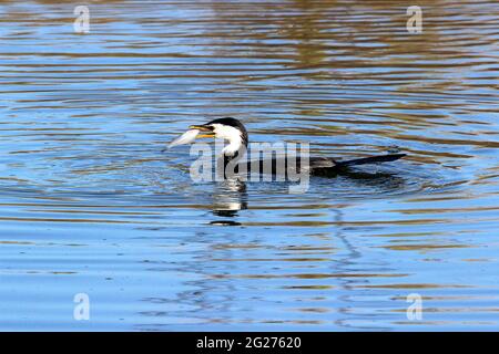 Neuseeländischer kleiner Zickelrührer (Phalocrocorax brevirostris) Stockfoto