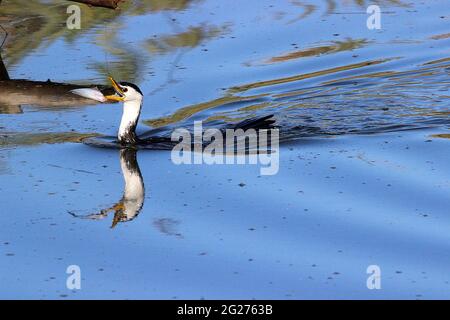 Neuseeländischer kleiner Zickelrührer (Phalocrocorax brevirostris) Stockfoto