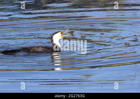 Neuseeländischer kleiner Zickelrührer (Phalocrocorax brevirostris) Stockfoto