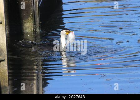 Neuseeländischer kleiner Zickelrührer (Phalocrocorax brevirostris) Stockfoto