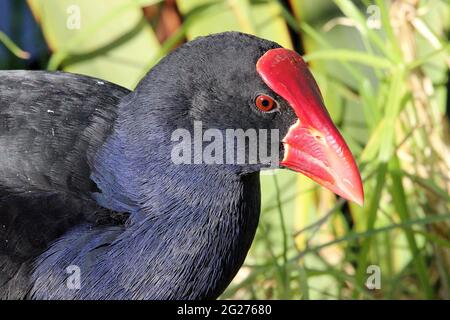 Neuseeländischer Pukeko (Porphyrio melanotus) Stockfoto