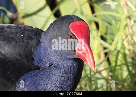 Neuseeländischer Pukeko (Porphyrio melanotus) Stockfoto