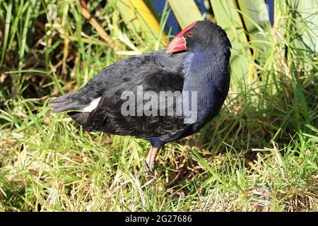 Neuseeländischer Pukeko (Porphyrio melanotus) Stockfoto