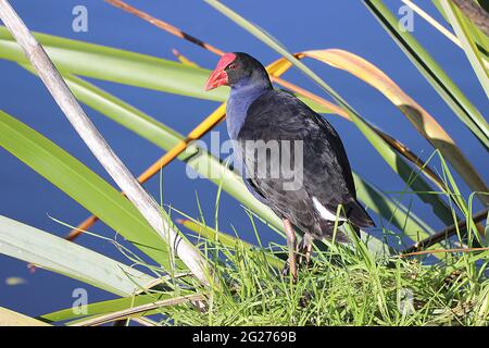 Neuseeländischer Pukeko (Porphyrio melanotus) Stockfoto