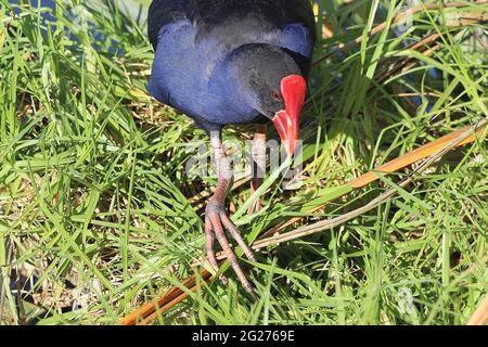 Neuseeländischer Pukeko (Porphyrio melanotus) Stockfoto