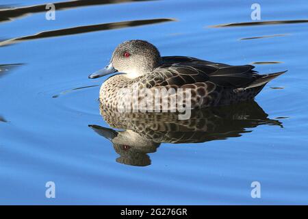 Neuseeländische Braunbeine (Anas chlorotis) Stockfoto