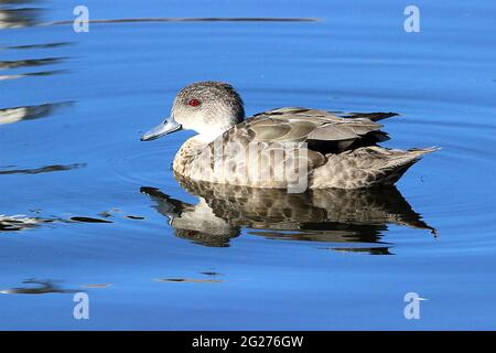 Neuseeländische Braunbeine (Anas chlorotis) Stockfoto