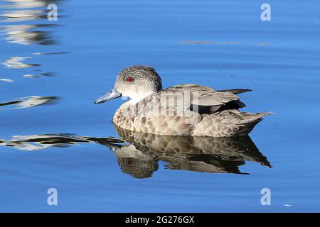 Neuseeländische Braunbeine (Anas chlorotis) Stockfoto