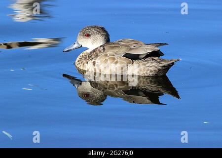 Neuseeländische Braunbeine (Anas chlorotis) Stockfoto