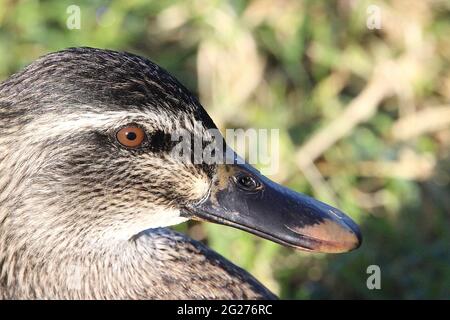 Neuseeland graue Ente x Stockente Hybrid Stockfoto