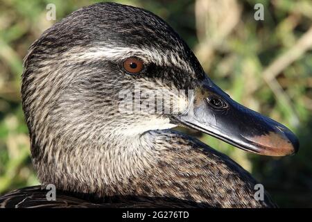 Neuseeland graue Ente x Stockente Hybrid Stockfoto