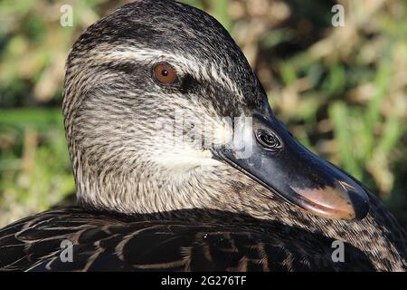 Neuseeland graue Ente x Stockente Hybrid Stockfoto