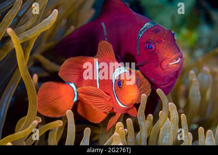 Ein Paar Spinechekek-Anemonefische (Premnas biaculeatus). Stockfoto