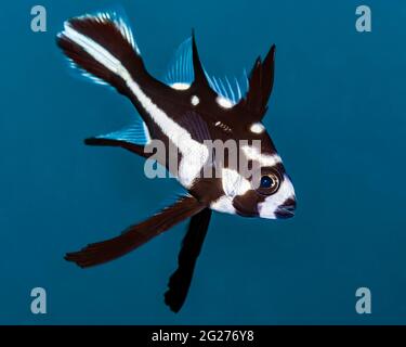 Jugendlicher Midnight Snapper (Macolor macularis), Anilao, Philippinen. Stockfoto