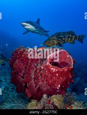 Riffhai und goliath-Zackenbarsch schwimmen über einem riesigen Barrel-Schwamm in Kuba. Stockfoto