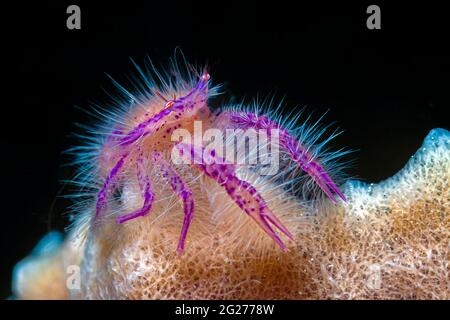 Ein haariger, hockiger Hummer (Lauriea siagiani), Anilao, Philippinen. Stockfoto