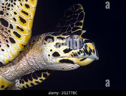 Kopfschuss einer Karettschildkröte (Eretmochelys imbricata). Stockfoto