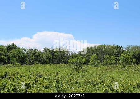 Große Kumuluswolke über der Baumgrenze auf einer Wiese bei Wayside Woods in Morton Grove, Illinois Stockfoto