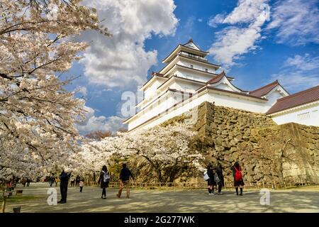 Fukushima, Japan - 2018 Apr 15 : Touristen gehen, um Kirschblüten in voller Blüte an der Burg Tsuruga-jo oder der Burg Wakamatsu in der Stadt Aizu-Wakamatsu zu sehen Stockfoto