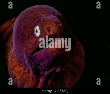 Muränen mit weißen Augen (Gymnothorax thyrsoideus). Stockfoto