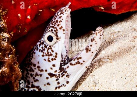 Aus der Koralle tritt der gefleckte Muränen (Gymnothorax moringa) hervor. Stockfoto