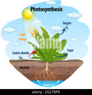 Diagramm zeigt den Prozess der Photosynthese in Pflanzendarstellung Stock Vektor