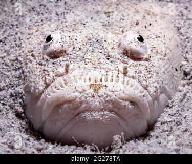 Der Stargazer-Fisch (Uranoscopidae) sitzt im Sand und wartet auf Beute. Stockfoto