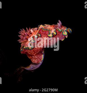 Schöne und bunte Glossodoris acosti Meer Schnecke vor einem schwarzen Hintergrund. Stockfoto