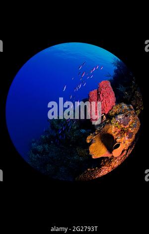 Große Schwamm- und Rifffische schmücken das Riff in Little Cayman. Stockfoto