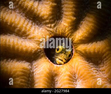 Ein Sekretär blenny gucken aus seinem Haus in symmetrischer Gehirnkoralle, Bonaire. Stockfoto