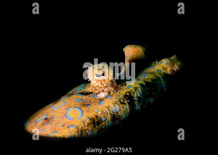 Eine Pfauenflunder (Bothus mancus) mit ihren Farben und ihrem einzigartigen Auge. Stockfoto