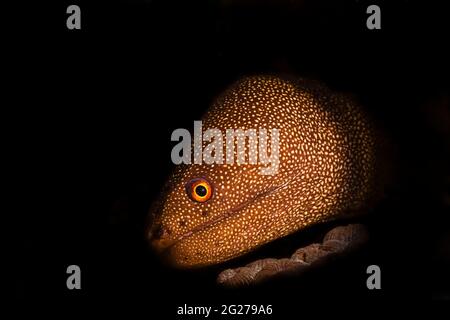 Goldschwanzmoränen (Gymnothorax miliaris), Bonaire, Karibisches Meer. Stockfoto