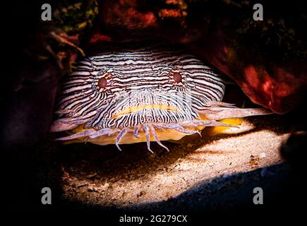 Der prächtige Krötenfisch (Sanopus splendidus) sitzt unter Korallen, Cozumel, Mexiko. Stockfoto