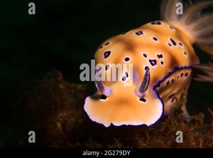 Blick auf einen Nudibranch (Hypselodoris tryoni), Lembeh Strait, Indonesien. Stockfoto