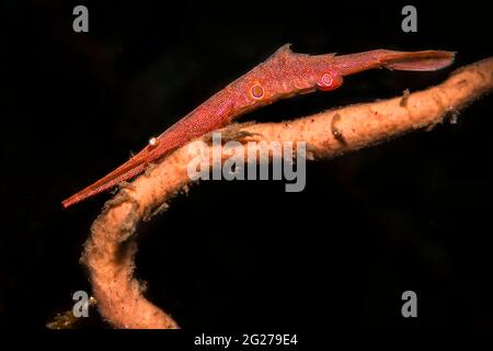 Rote Sägeblatt-Garnelen (Tozeuma armatum), Lembeh Strait, Indonesien. Stockfoto