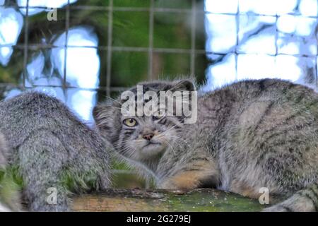 pallas-Katze aus der Nähe des Baumzweiges Stockfoto